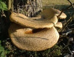 a  close-up of a bracket fungus, you can gain an idea of its size by the cycle light close by. Near Appleby.