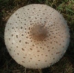 this gigantic mushroom was right by the roadside in Suffolk - there were a few photo opportunities there but als I just missed the pigs in a pond - they scarpered when they heard me coming - I didn't realise pigs were so shy