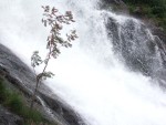 This August I went to the Earth First! Summer Camp held in Seathwaite, Cumbria. Reputed to be the wettest place in the country with 140 inches of rain a year it certainly lived up to its reputation
here a small rowen tree clinging on close to a waterfall