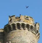 birds on a tower. part of the castle ruins