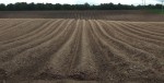 I liked these furrows behind the Post Office