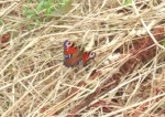 on site with us this beautiful peacock butterfly