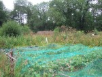 some netted crops in the walled garden