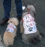 pets-against-war