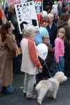 not all poodles are named blair