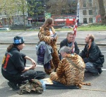 a couple of tigers