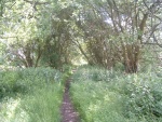 36. looking south to end of wooded section of trackbed