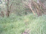 39. looking north at section of trackbed overgrown from here on