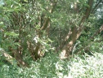 43. looking north at tree blocking trackbed