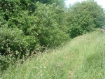 45. footpath going north on the eastern edge of the railway land