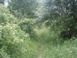 12. dog roses on the trackbed