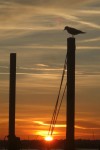 taken at Burnham on Crouch, in Essex
� Roger St Pierre