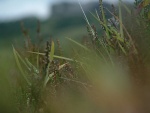 this was one of the first photos taken by my son jumbles, then age 13, on our cycling tour of the North York Moors