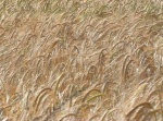 this is a close-up of a part of another of jumbles' photos
