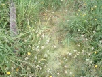 2. algae filled trackbed between Church Lane bridge and the farm road to the north-east