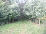 54. looking west to a short wooded part of the trackbed