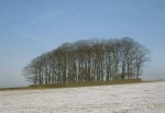 a clump of trees east of Hollin Hall