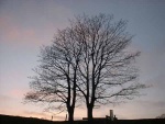 Some sights in my home village
Here two trees, intertwined - on Colne Road seen from the sharp bend as you leave the village