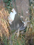 a bird