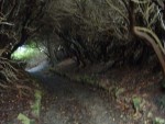 I took this photo recently - this was how the whole hillside seemed in those days - an overgrown jungle - and this was one of the wider paths - still it provided shelter in the snow