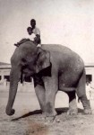 State elephant