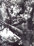 and tree houses built