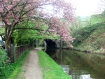 blossom on the canal